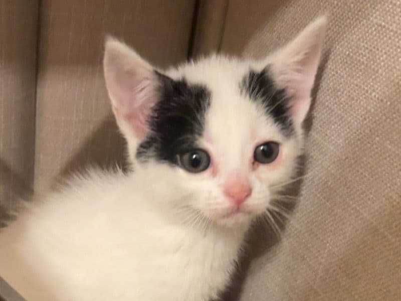 Domestic Shorthair 2 months old female named Mimi for breeding in Greater London, England | Petmeetly