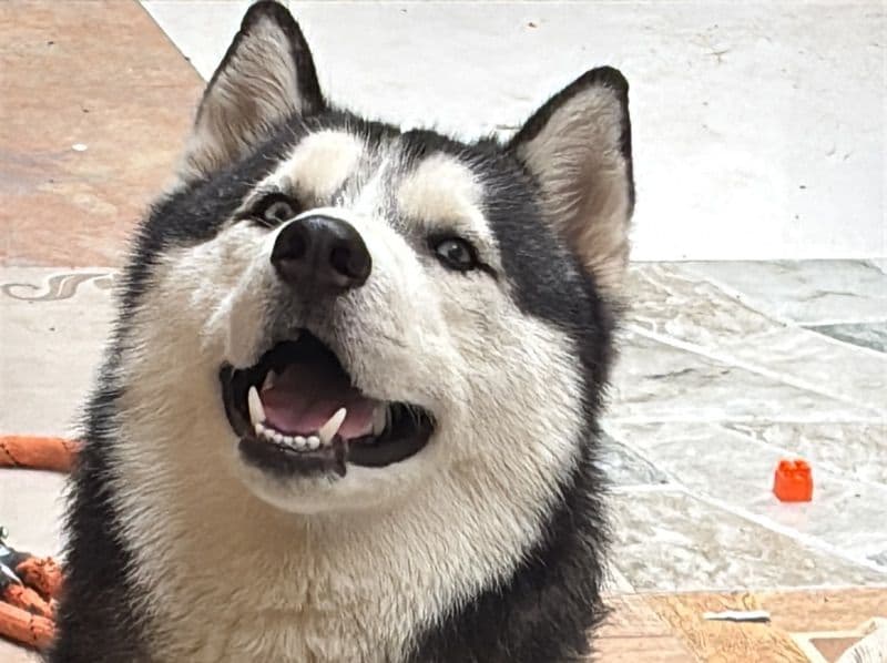 Siberian Husky 1 year 7 months old male medium named Simba for breeding in Gurgaon Division, Haryana | Petmeetly