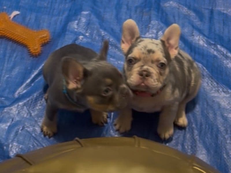 French Bulldog 7 months old female small named Boys & Girls for breeding in Cook County, Illinois | Petmeetly