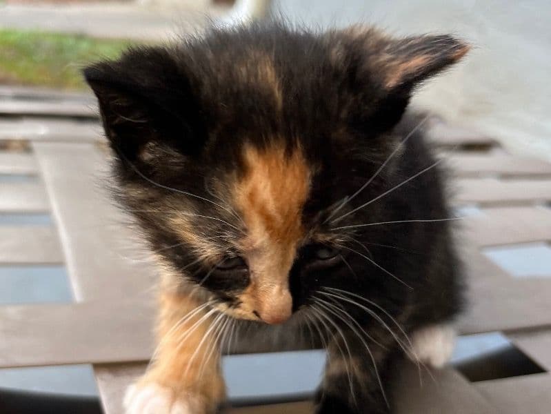 Domestic Shorthair 1 month old female named Marla for sale in Orange County, Florida | Petmeetly