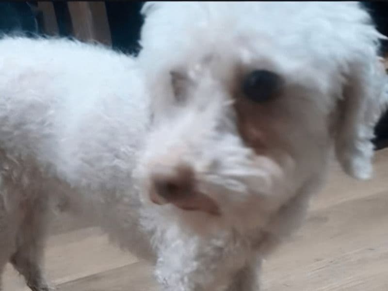 Teacup Maltese 6 years 1 month old female small named Nipsey for breeding in Los Angeles County, California | Petmeetly