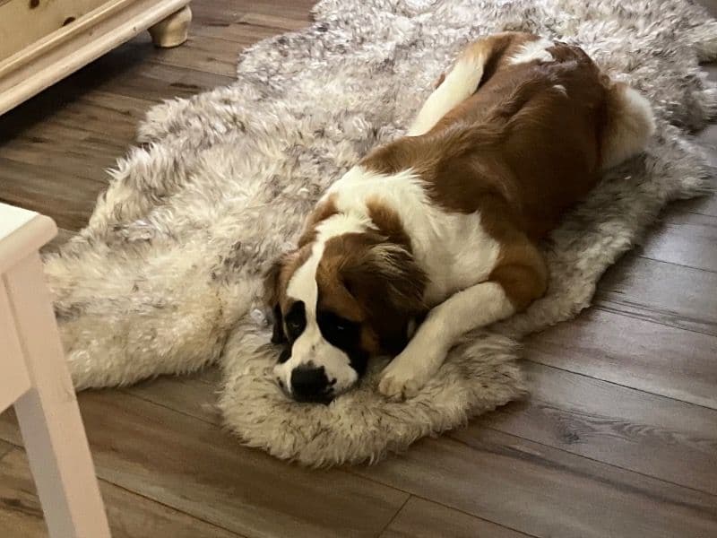Saint Bernard 3 years 1 month old female medium named Jojo for breeding in Rutherford County, Tennessee | Petmeetly