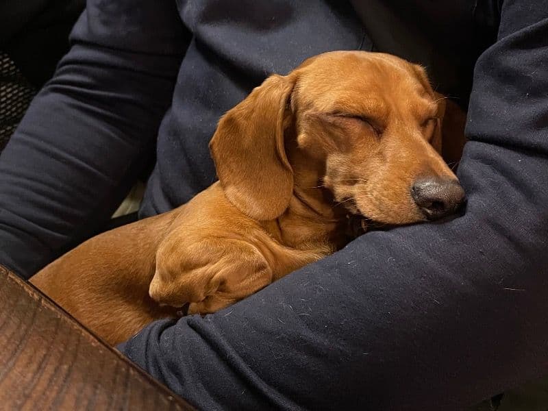 Miniature Dachshund 3 years old male small named Stanley for sale in Gem County, Idaho | Petmeetly