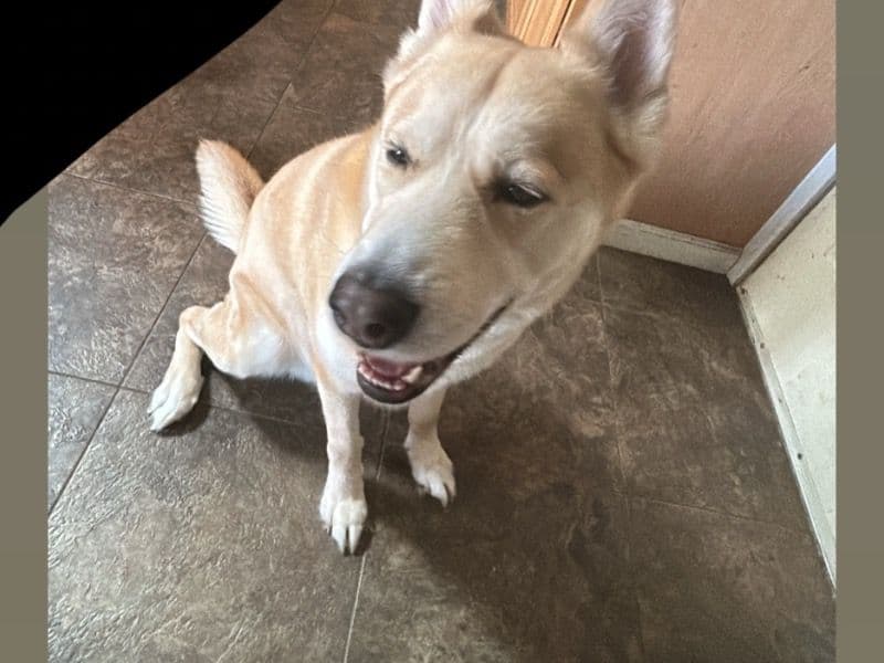 Alaskan Husky 4 years 7 months old male large named Aura for breeding in King County, Washington | Petmeetly