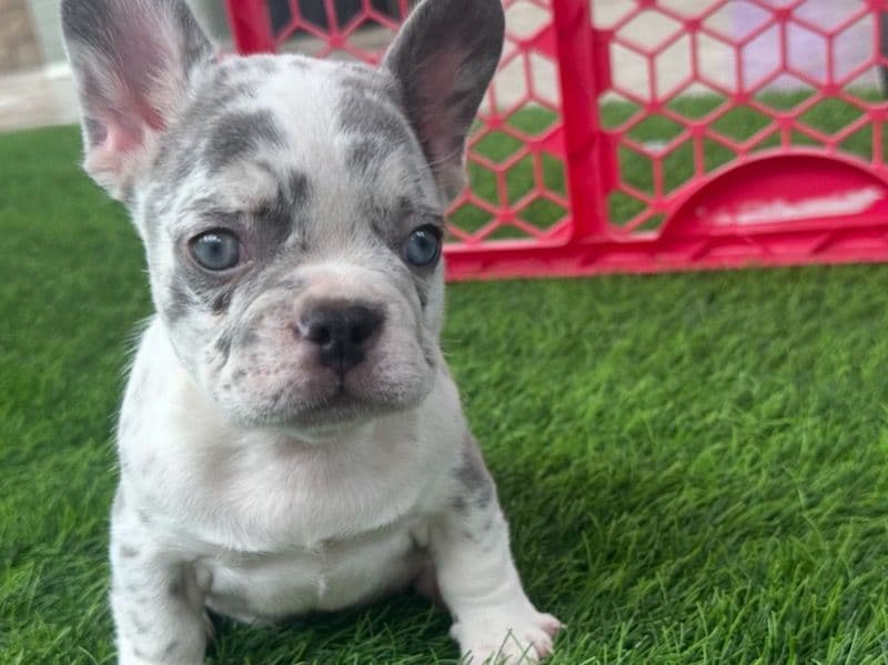 French Bulldog 3 months old male small named Armani for sale in Los Angeles County, California | Petmeetly