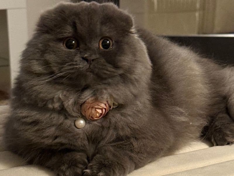 Scottish Fold 10 months old female named Isabella for breeding in Palm Beach County, Florida | Petmeetly