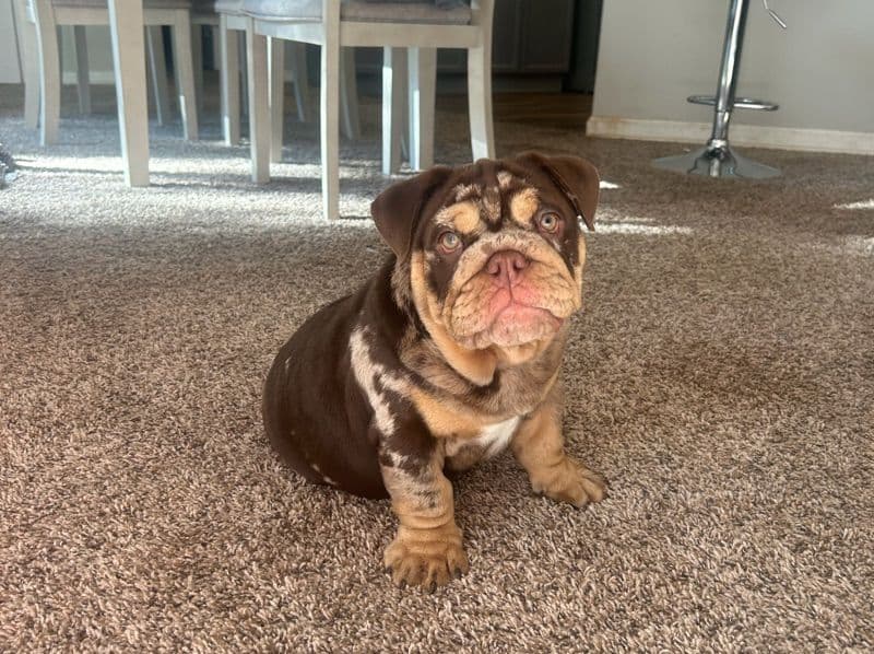 Old English Bulldog 2 years old female medium named Dunkin for breeding in Duval County, Florida | Petmeetly