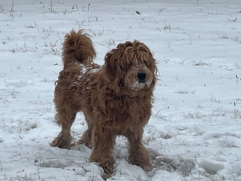 Goldendoodle 1 year 8 months old male large named Bailey for breeding in Fort Bend County, Texas | Petmeetly