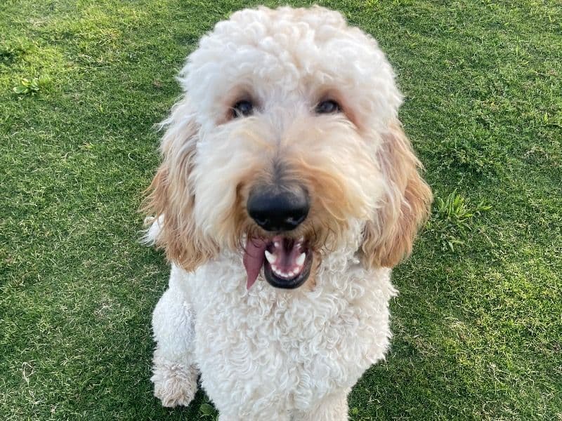 Goldendoodle 1 year 5 months old male large named Cairo for breeding in Clark County, Nevada | Petmeetly