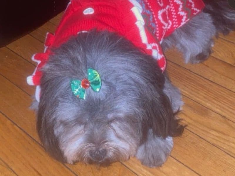 Shih Tzu 4 years 7 months old female small named Luna for sale in Norfolk County, Massachusetts | Petmeetly