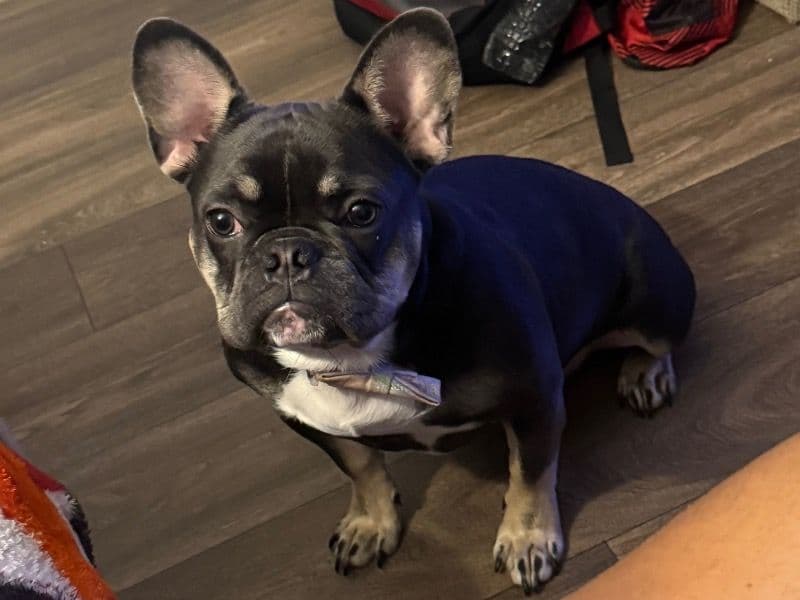 French Bulldog 1 year 11 months old female medium named Nyla for breeding in Pinellas County, Florida | Petmeetly