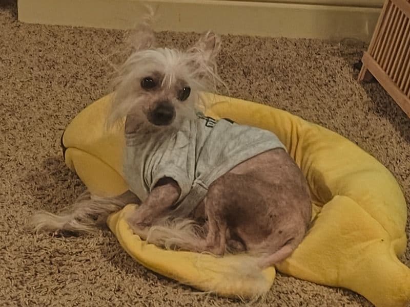Chinese Crested 7 years 2 months old male small named Mufasa for breeding in Sedgwick County, Kansas | Petmeetly