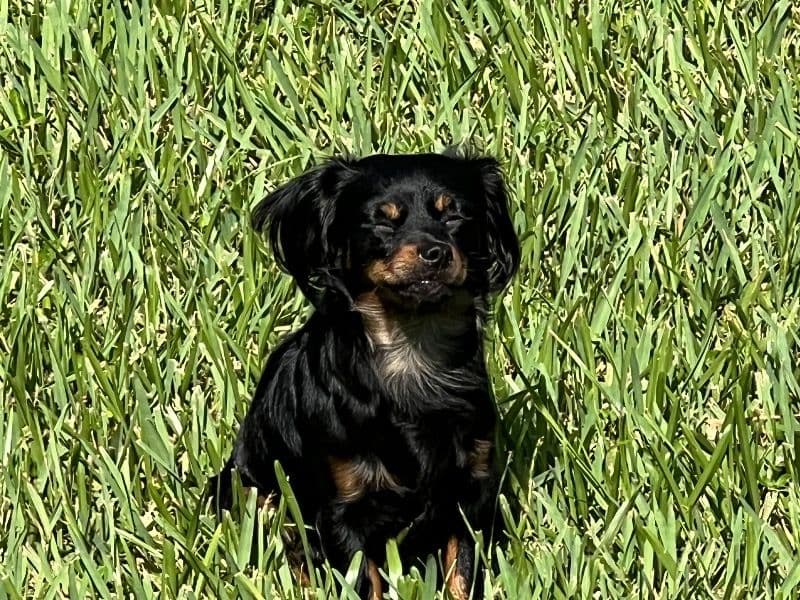 Penny primary photo