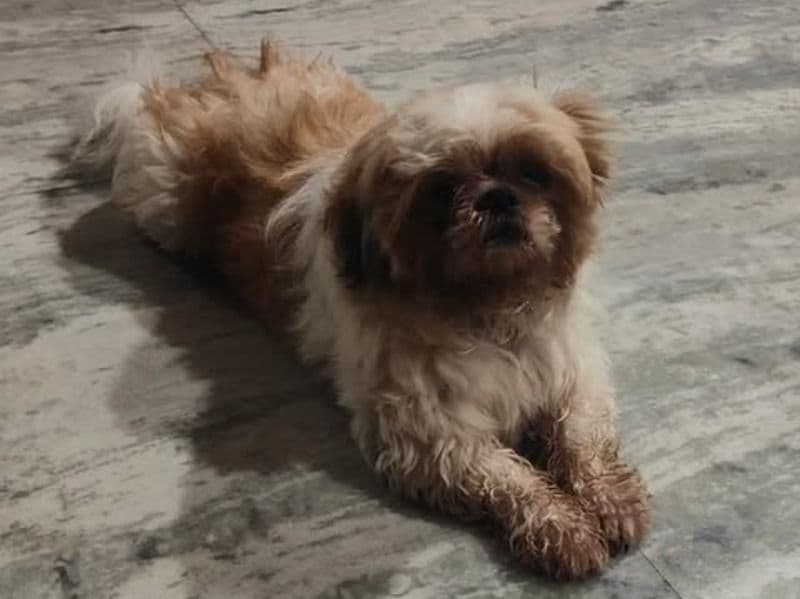 Momo primary photo