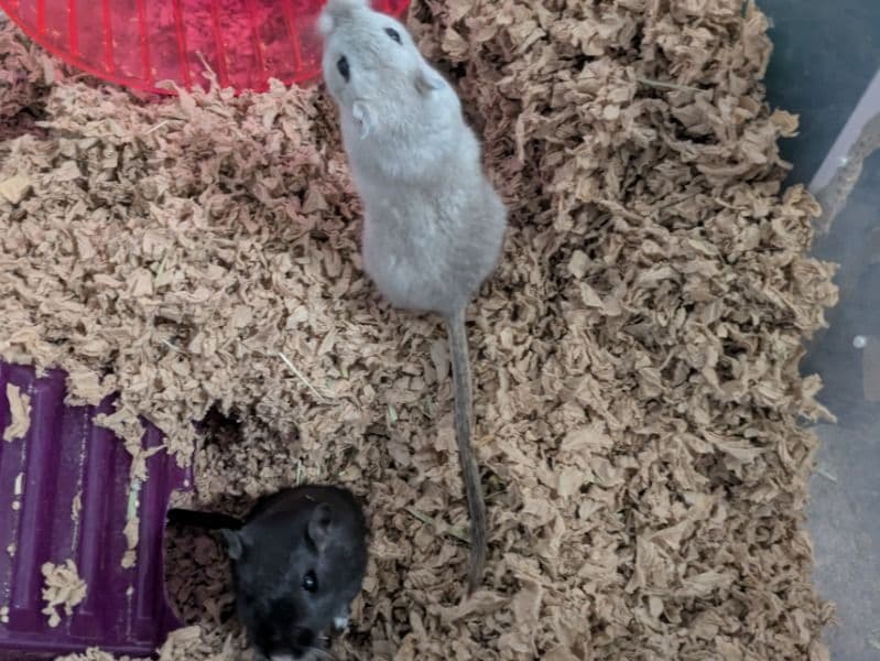 Mongolian Gerbil 6 months old male named Bilbo And Bucky for adoption in Clark County, Ohio | Petmeetly