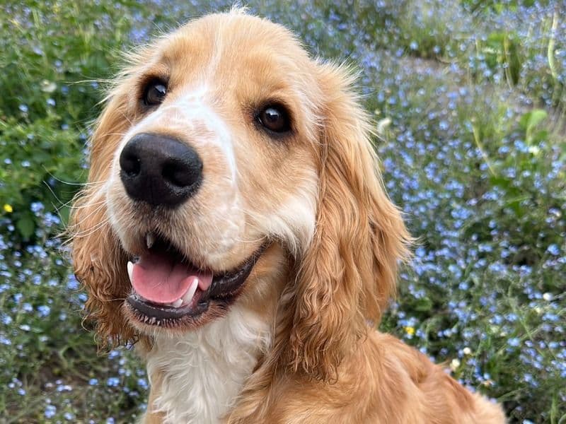 Chewie primary photo