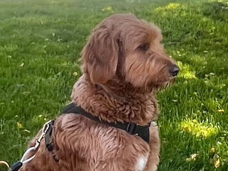 Goldendoodle 2 years 6 months old male medium named Cooper for breeding in Mahoning County, Ohio | Petmeetly