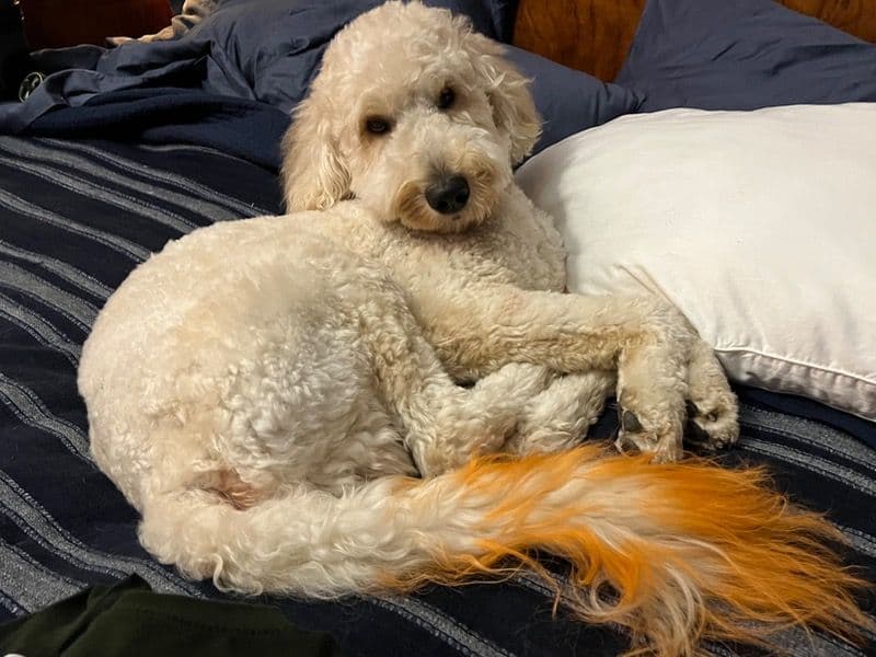 Goldendoodle 2 years 6 months old male medium named Tucker for breeding in Lee County, Florida | Petmeetly