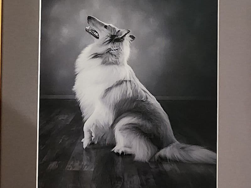 Sonny primary photo