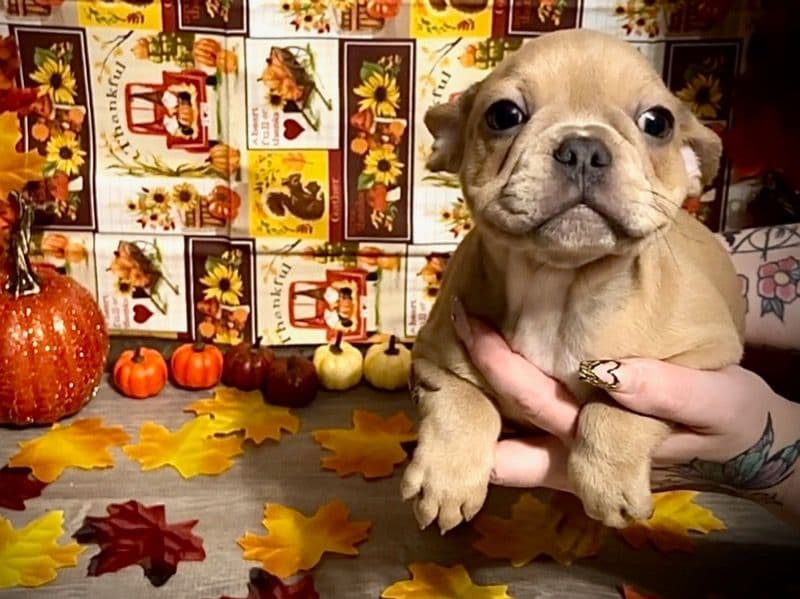 French Bulldog 4 months old male small named Azriel for sale in Union County, Illinois | Petmeetly