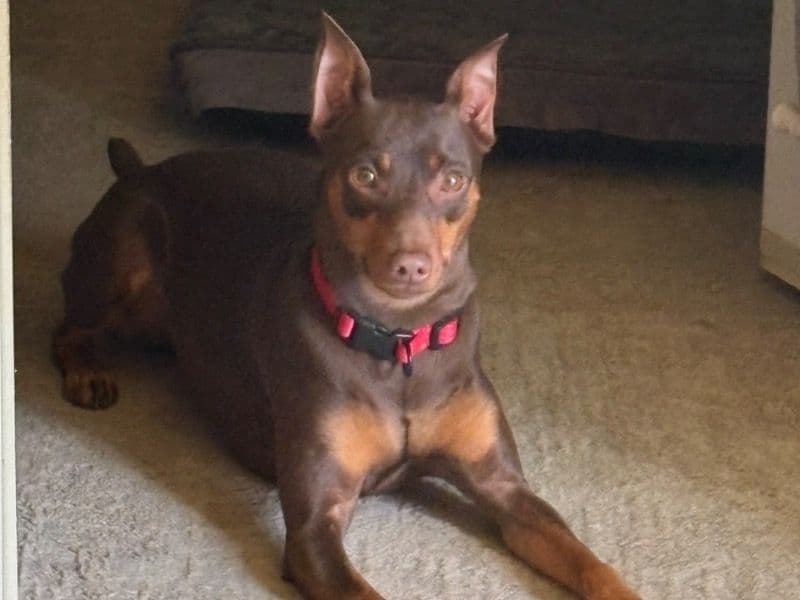 Coco primary photo