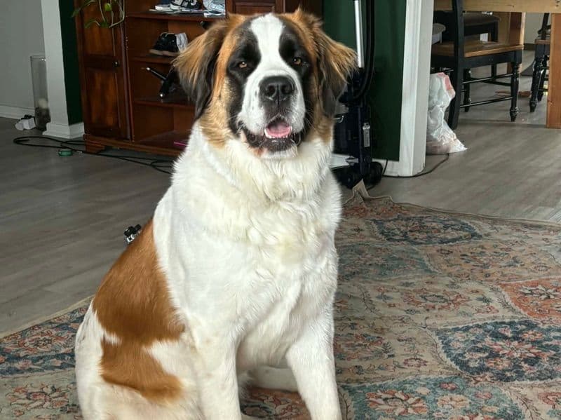 Saint Bernard 2 years old female extra large named Denali for breeding in Baltimore County, Maryland | Petmeetly