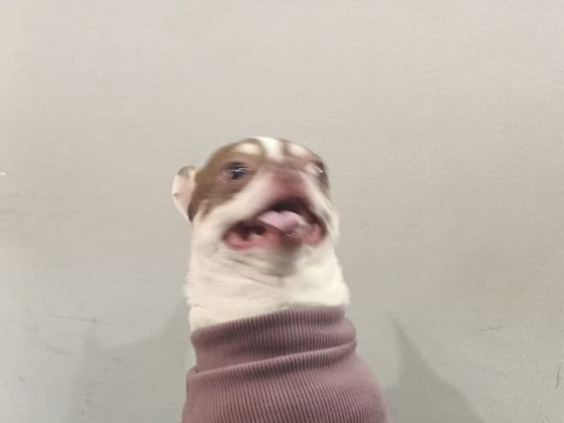 Milo primary photo