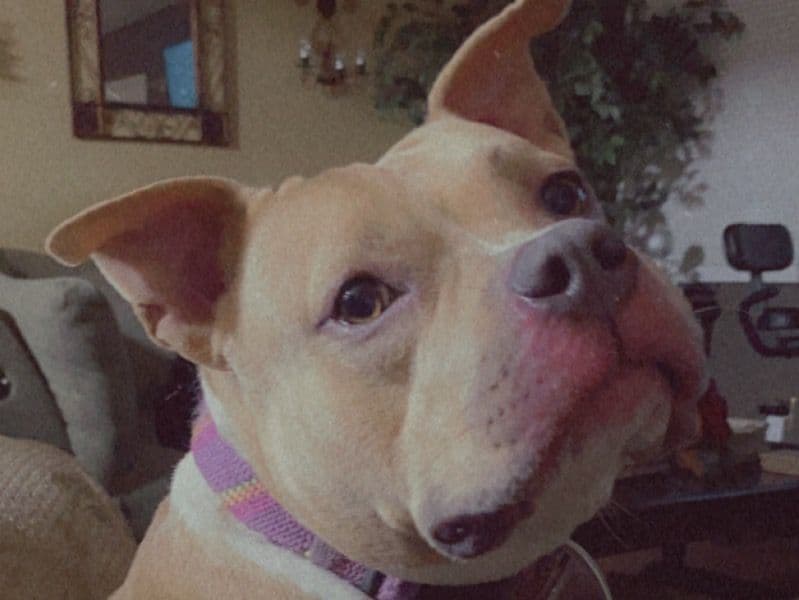 American Bully 2 years old female small named Daisy for breeding in DeKalb County, Georgia | Petmeetly