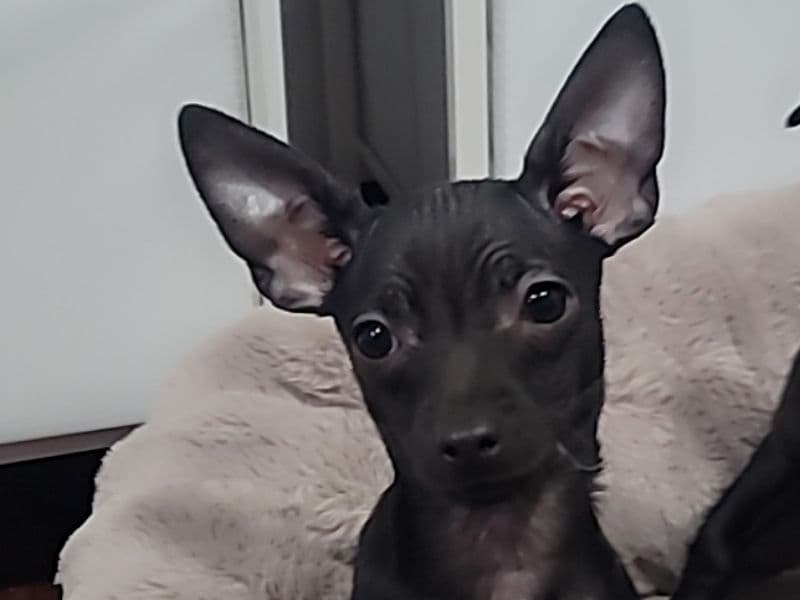 Chihuahua 2 months old male small named Puppy 2 for sale in Hudson County, New Jersey | Petmeetly