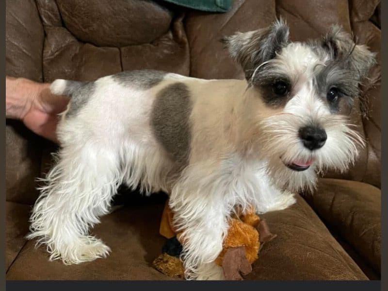 Miniature Schnauzer 3 years old male small named Pete for breeding in Weakley County, Tennessee | Petmeetly