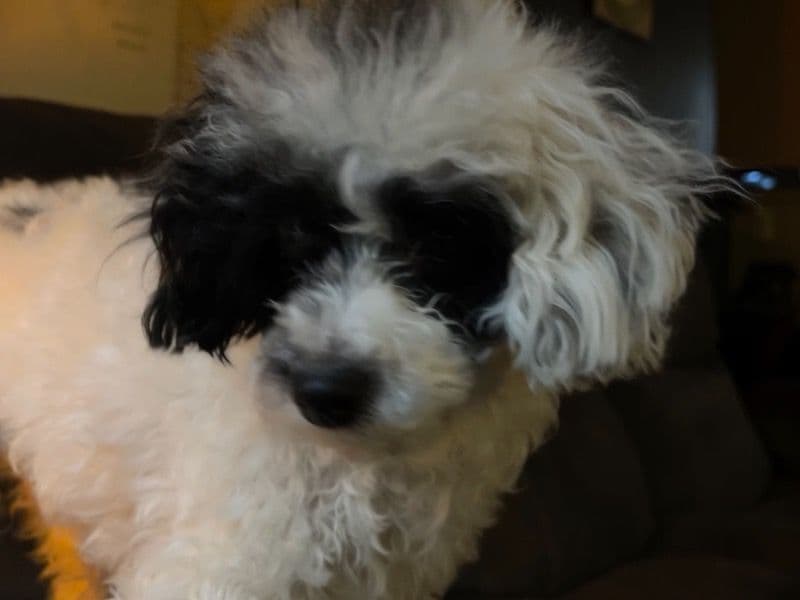 Toy Poodle 1 year 8 months old female small named Kora for breeding in Gallatin County, Kentucky | Petmeetly