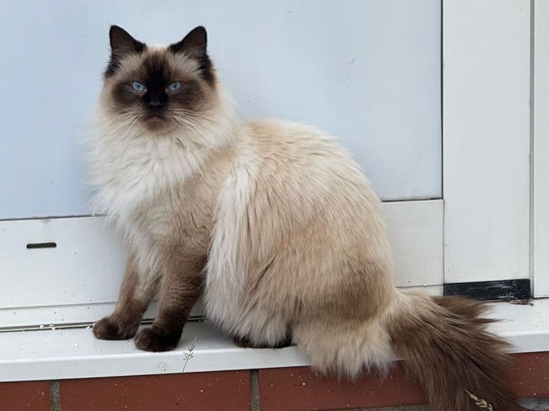 Ragdoll 1 year 2 months old male named Loki for breeding in Cardiff, Wales | Petmeetly