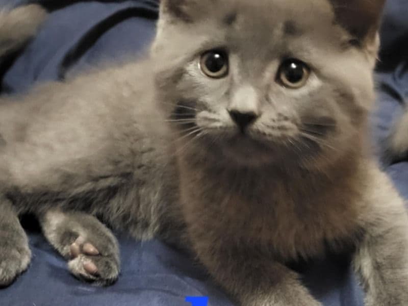 7 Kittens primary photo