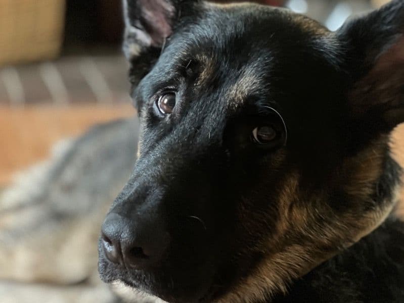 German Shepherd 3 years 4 months old male large named Kodak for adoption in Oakland County, Michigan | Petmeetly