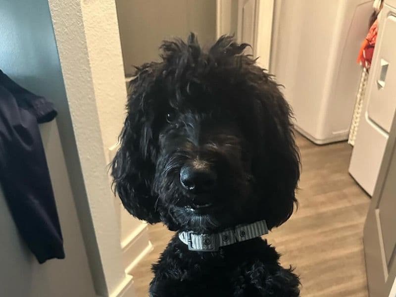 Goldendoodle 3 years 2 months old male medium named Symba for breeding in Tarrant County, Texas | Petmeetly