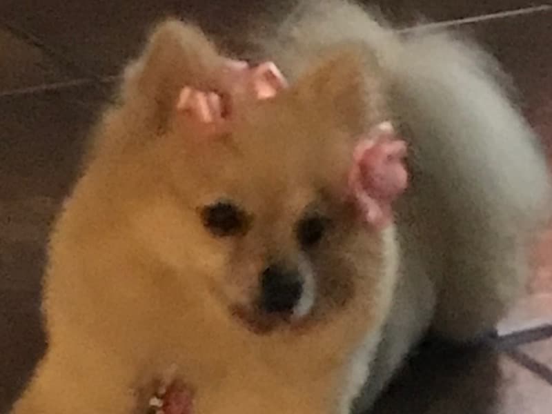 Eevee primary photo