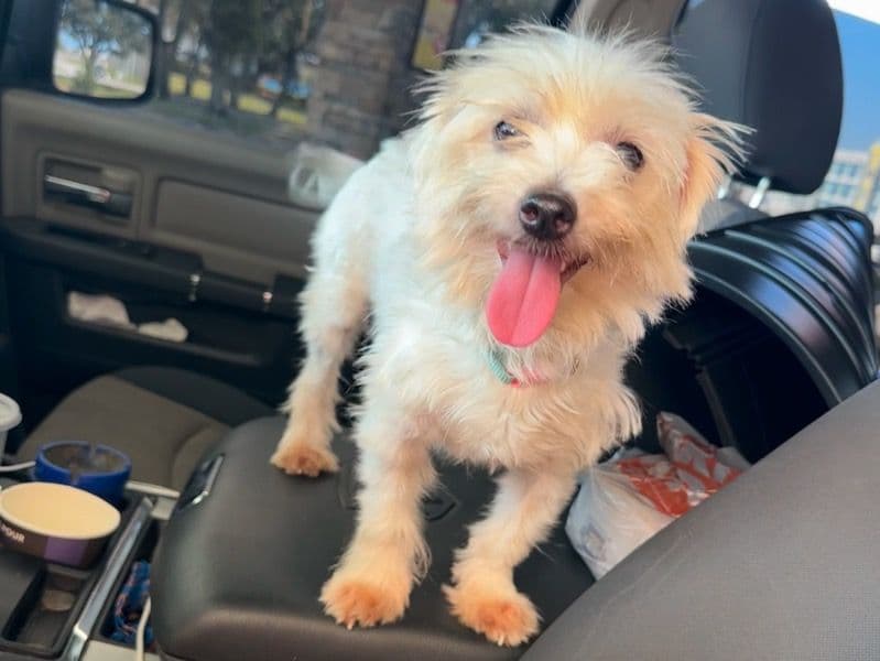 Maltese 4 years 2 months old female small named Winter for breeding in Orleans Parish, Louisiana | Petmeetly