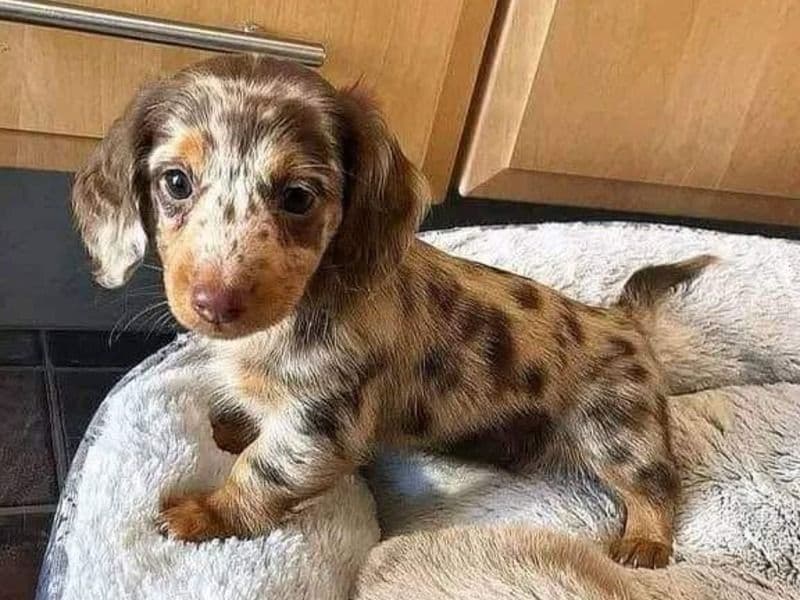 Dachshund 3 months old male medium named Malory for sale in New York | Petmeetly