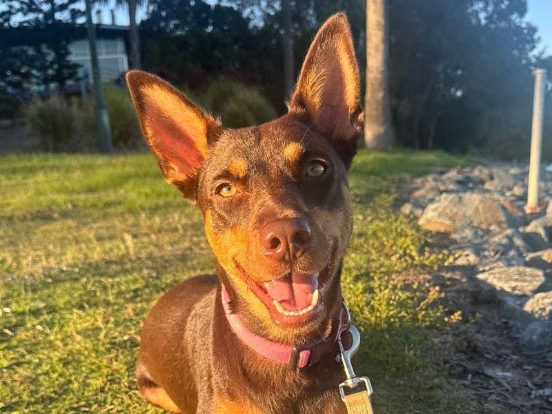 Nala primary photo