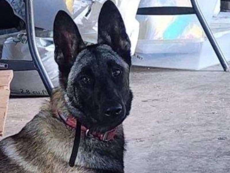 Belgian Malinois 1 year 9 months old female large named Shama for breeding in Orange County, Indiana | Petmeetly