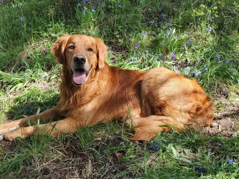 Golden Retriever 7 years 1 month old male extra large named Moose for breeding | Petmeetly