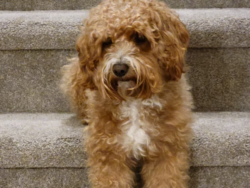 Toffee primary photo