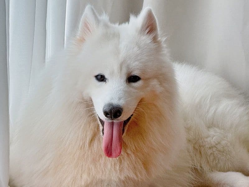 Samoyed 2024 years 5 months old male medium named Curtis for breeding in Singapore | Petmeetly