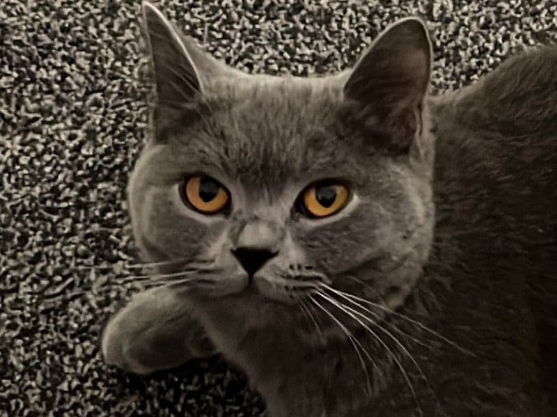 British Shorthair 1 year 3 months old female named Stormy for breeding in Greater London, England | Petmeetly