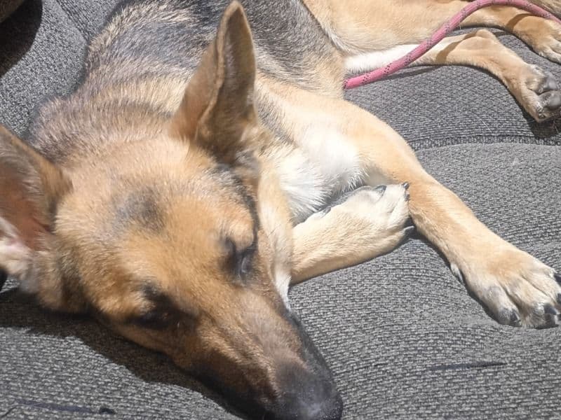 German Shepherd 1 year 2 months old female medium named Bella for breeding in Orange County, New York | Petmeetly