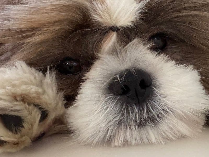 Shih Tzu 6 months old male small named Gus for sale in Maricopa County, Arizona | Petmeetly