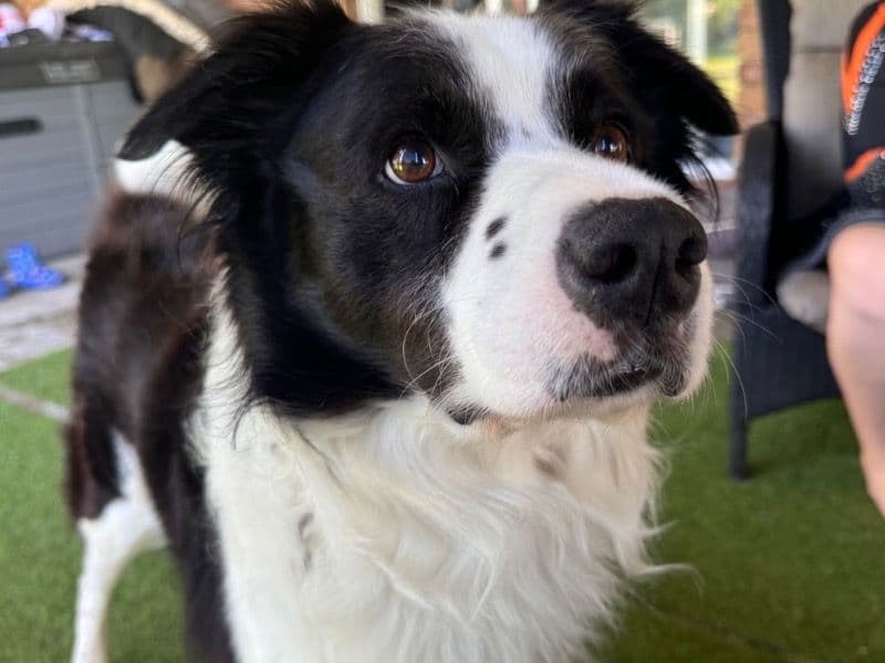 Border Collie 11 years old male medium named Milo for breeding in City of Moreton Bay, Queensland | Petmeetly