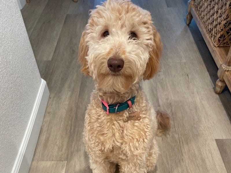 Ginger primary photo