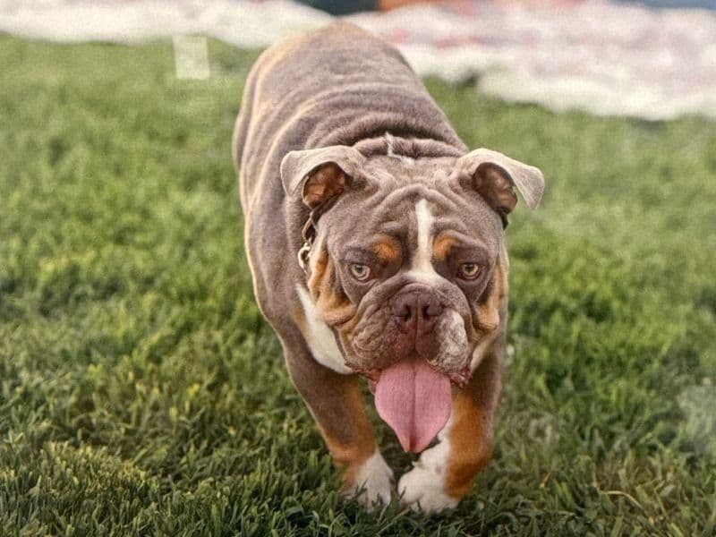 Bulldog 2 years 6 months old male medium named Dooley for breeding in Cherokee County, Georgia | Petmeetly