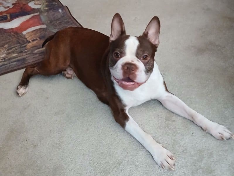 Gizmo - Boston Terrier success story
